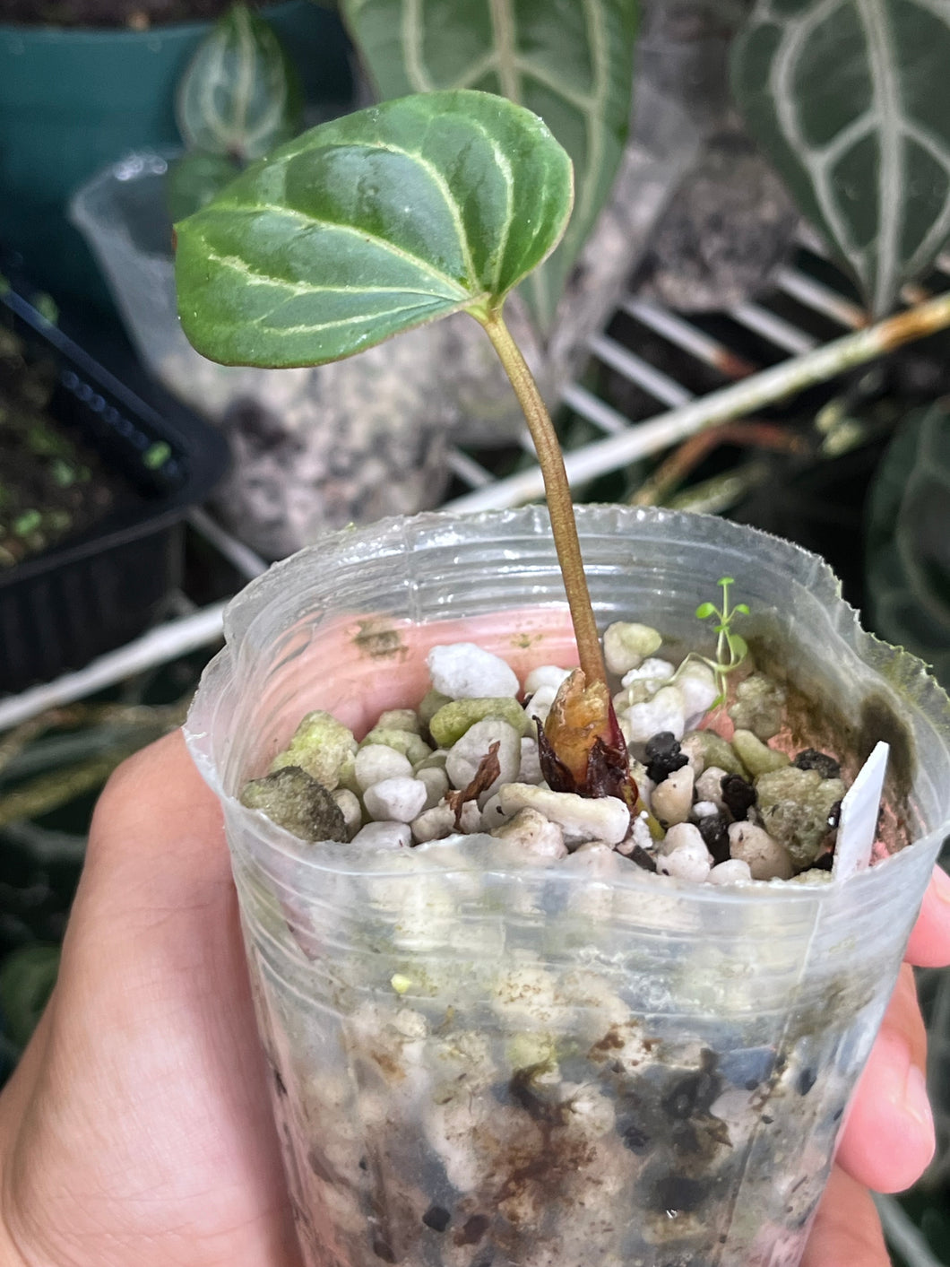Anthurium Black Widow x Michelle division