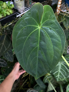 Anthurium Papillilaminum