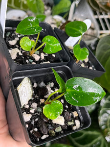 Anthurium Carlablackiae #1 x #16 seedlings (multiple available)