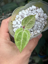 Load image into Gallery viewer, Variegated Anthurium Zara x Michelle x Red Crystallinum seedling
