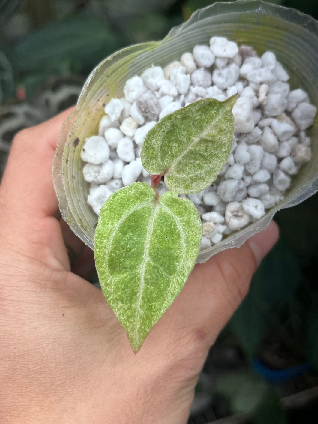 Variegated Anthurium Zara x Michelle x Red Crystallinum seedling