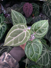 Load image into Gallery viewer, Anthurium Red Crystallinum
