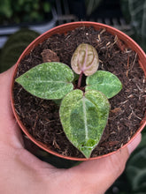 Load image into Gallery viewer, Anthurium Zara x Michelle x Red Crystallinum variegated seedling (Purple Emergent)
