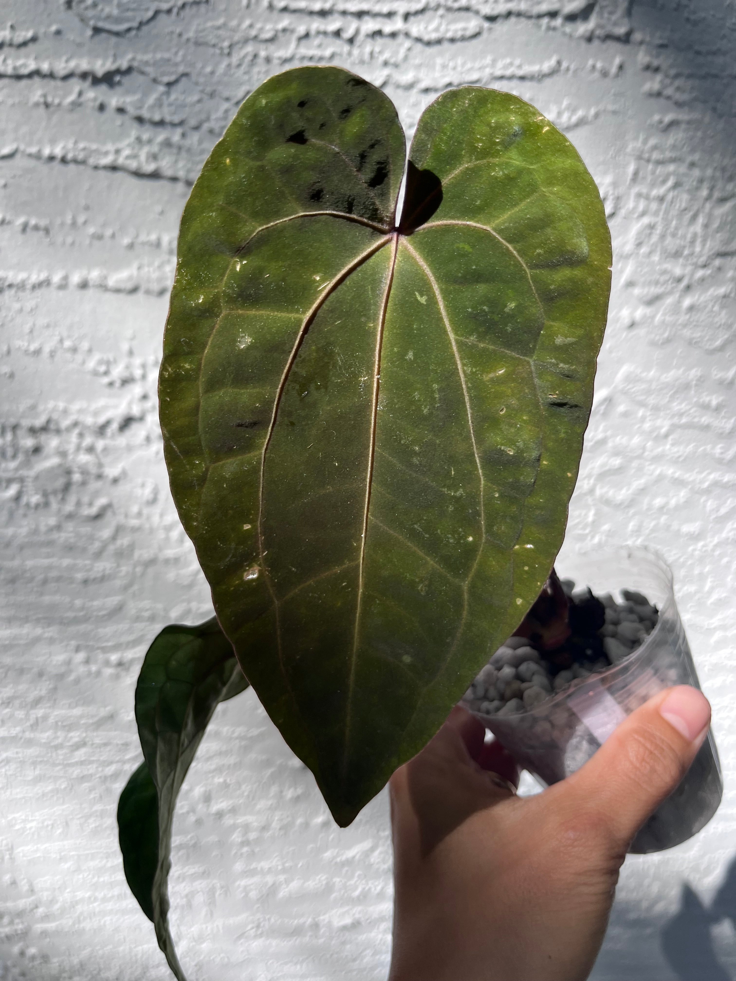 Anthurium Ace of Spades x Papillilaminum division