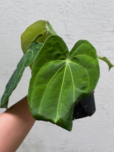 Load image into Gallery viewer, Anthurium Jack of Clubs x Antolakii large
