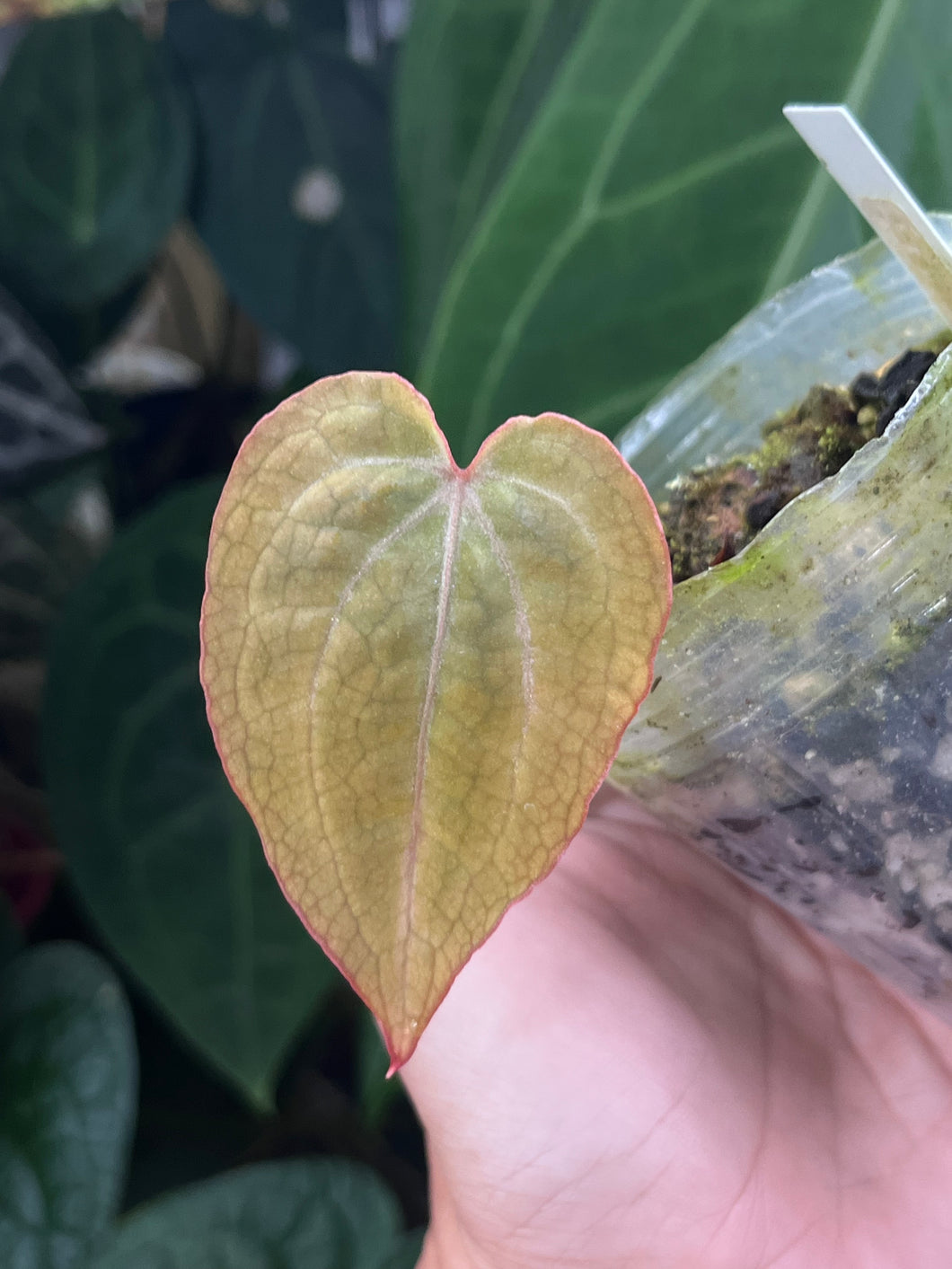 Anthurium Black Widow x Michelle division (parent on the last photo)