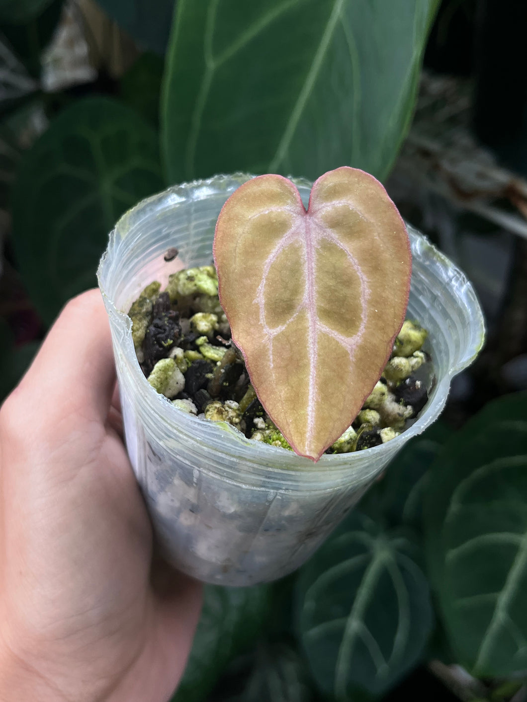 Anthurium Black Widow x Michelle division (parent on the last photo)