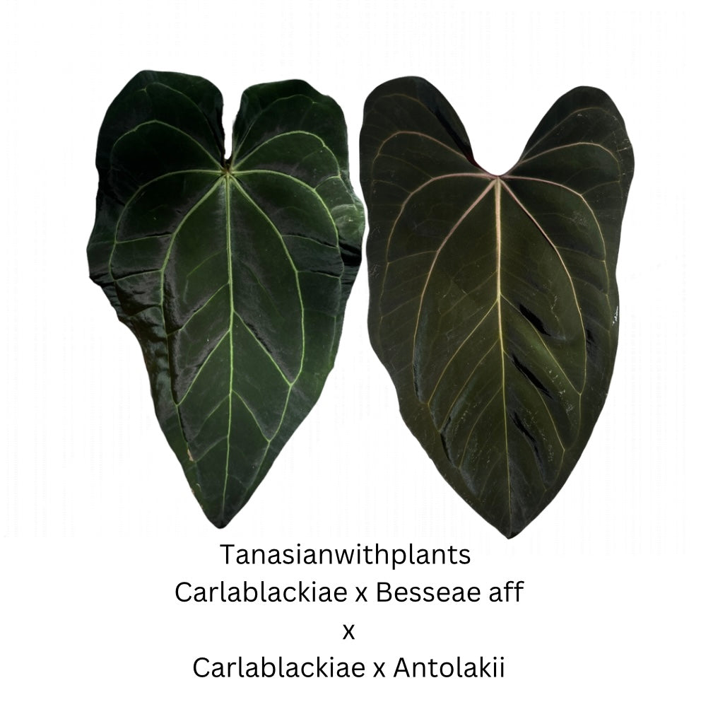 Anthurium (Carlablackiae x Besseae aff) x (Carlablackiae x Antolakii)- 4 seedlings