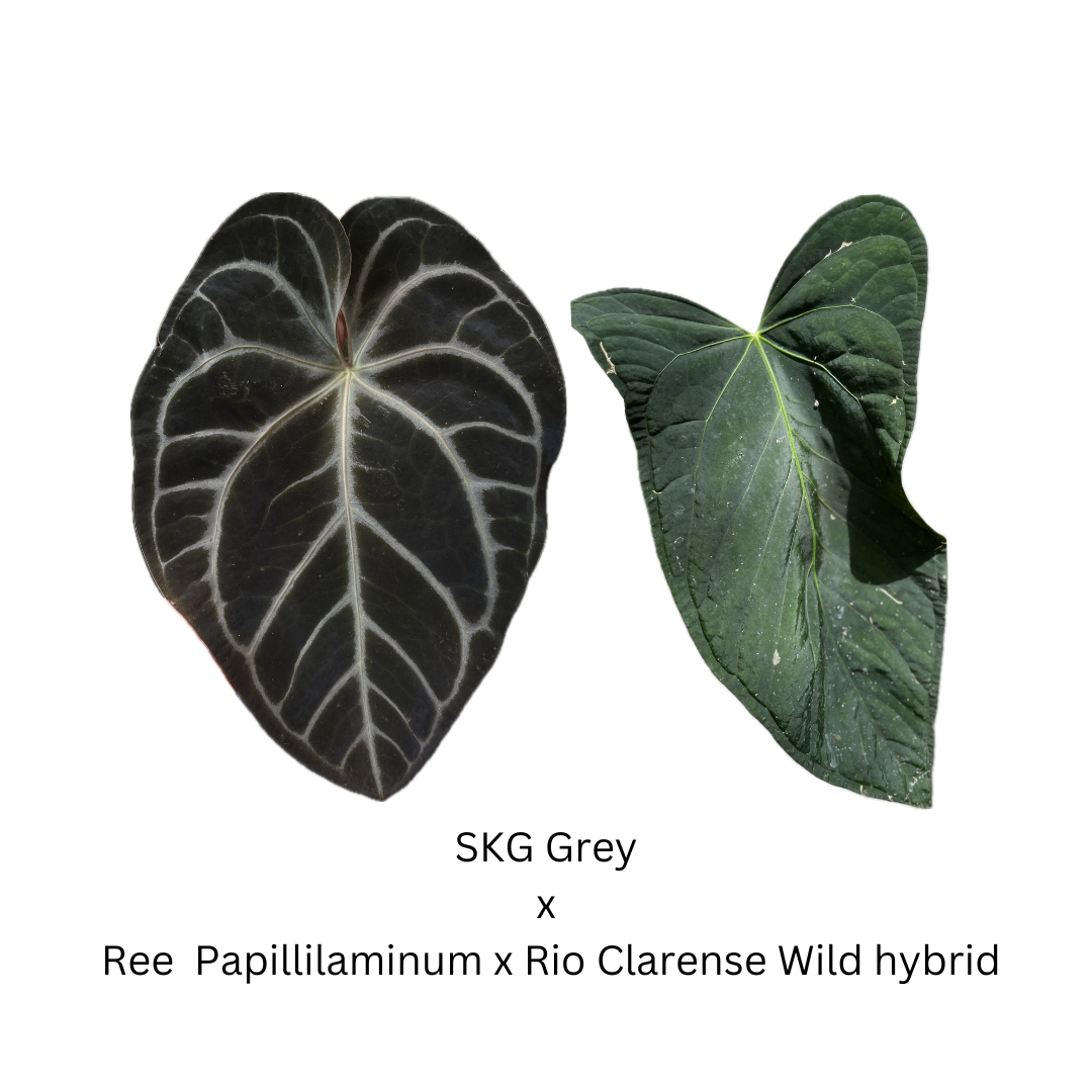 anthurium rioclarense wild hybrid Anthurium SKG Grey x Ree Papillilaminum x Rio Clarense Wild Hybrid- 3 seedlings
