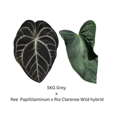 Load image into Gallery viewer, Anthurium SKG Grey x Ree Papillilaminum x Rio Clarense Wild Hybrid- 3 seedlings
