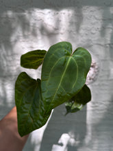 Load image into Gallery viewer, Anthurium Stripey x Ace of Spades (Narrow Form) division
