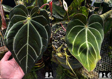 Load image into Gallery viewer, Anthurium Carlablackiae #1 x #16 seedlings (multiple available)
