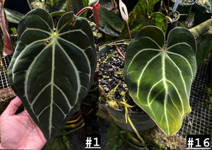 Anthurium Carlablackiae #1 x #16 seedlings (multiple available)