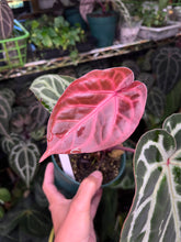 Load image into Gallery viewer, Anthurium Tim Anderson Memoriam (Zara x Michelle x Red Crystallinum)
