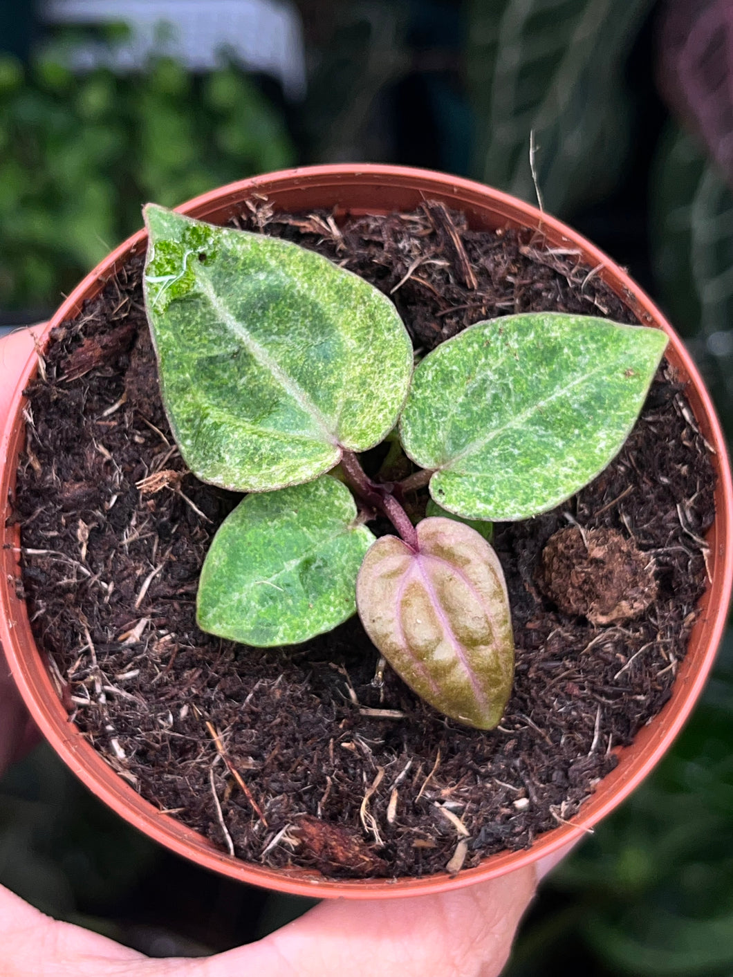 Anthurium Zara x Michelle x Red Crystallinum variegated seedling (Purple Emergent)