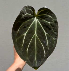 Anthurium Black Widow x Michelle division