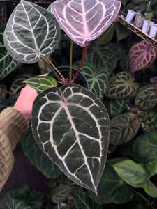 Anthurium Red Crystallinum