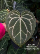 Load image into Gallery viewer, Anthurium Black Widow x Michelle division
