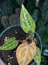 Load image into Gallery viewer, Anthurium Zara x Michelle x Red Crystallinum variegated seedling
