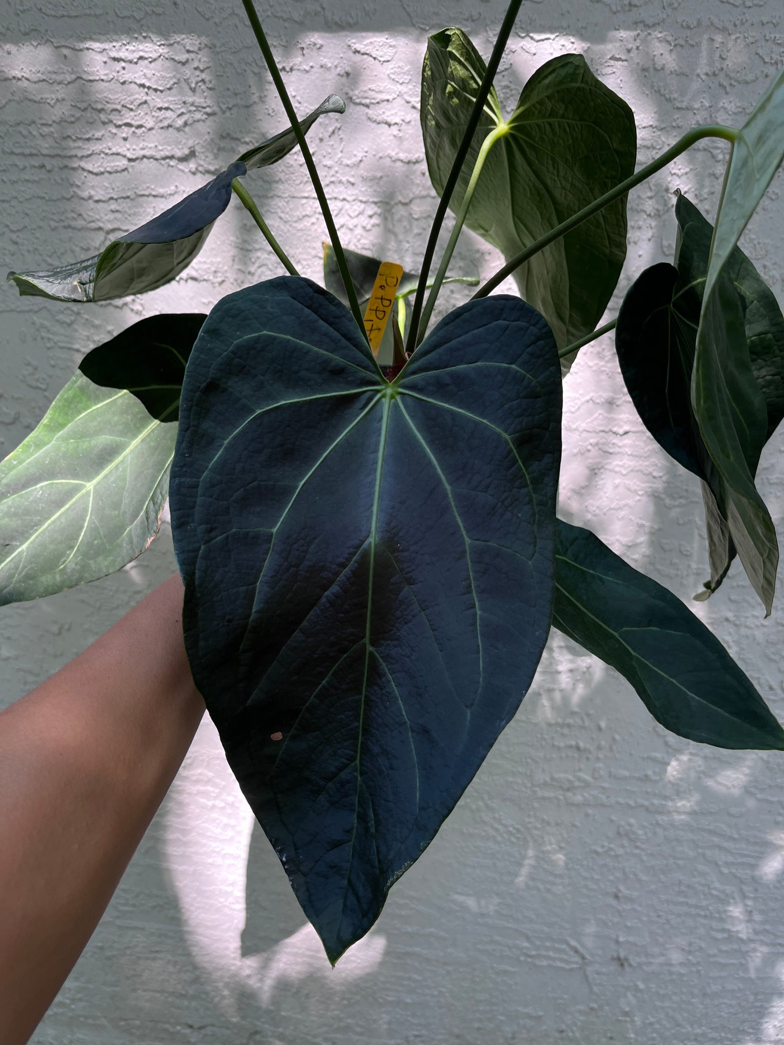 anthurium papillilaminum x magnificum Anthurium (Papillilaminum x Magnificum) x (Stripey) division – TanAsianWithPlants