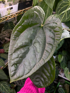 Anthurium Portillae (Dorito) x Luxurians