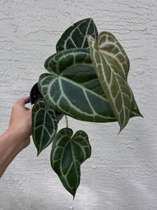 Anthurium Red Crystallinum