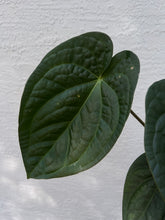 Load image into Gallery viewer, Anthurium Carlablackiae x Luxurians
