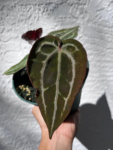 Anthurium Tim Anderson Memoriam (Zara x Michelle x Red Crystallinum) Purple Emergent