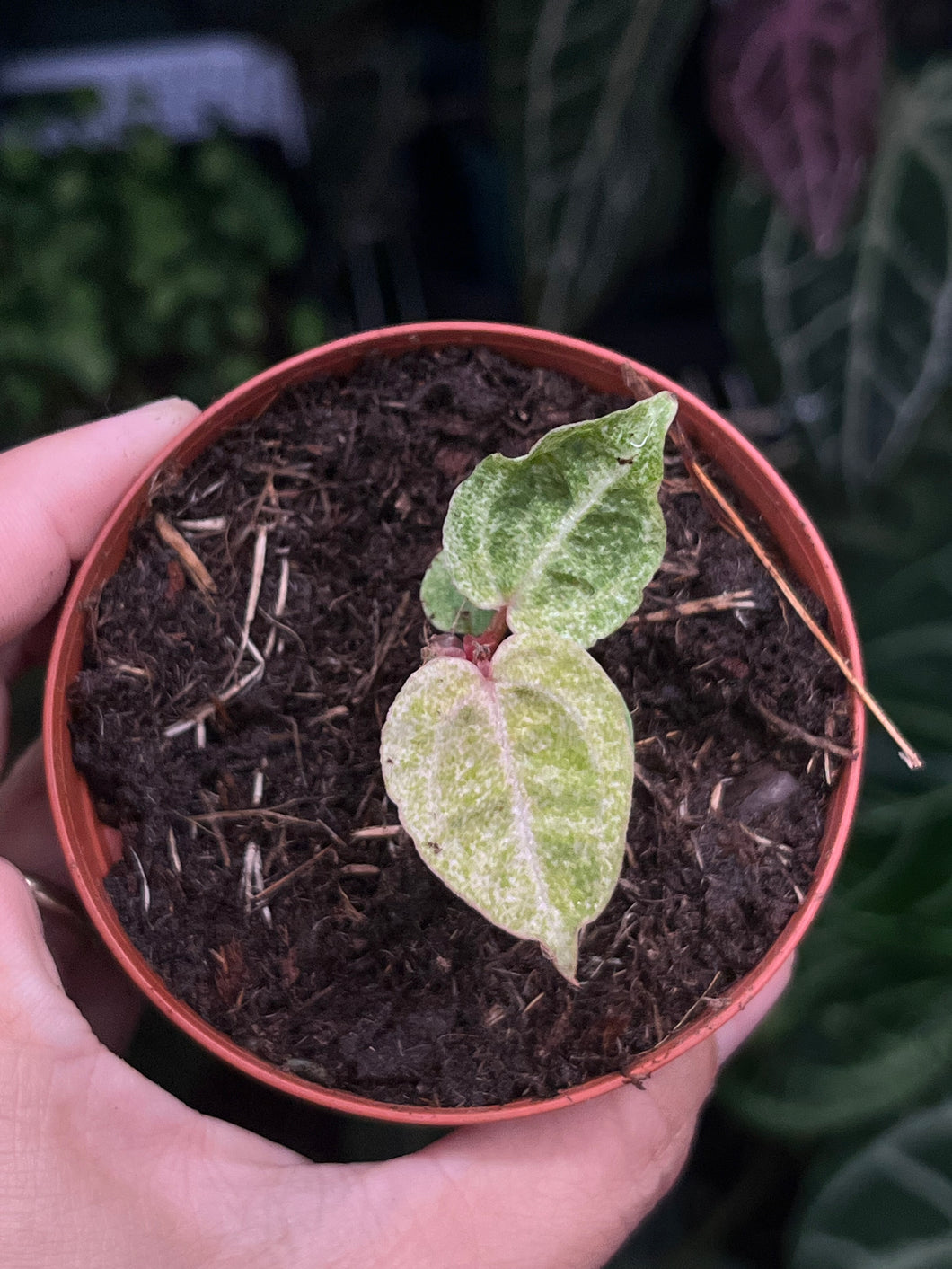 Anthurium Zara x Michelle x Red Crystallinum variegated seedling