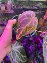 Load image into Gallery viewer, Anthurium Tim Anderson Memoriam with an offset
