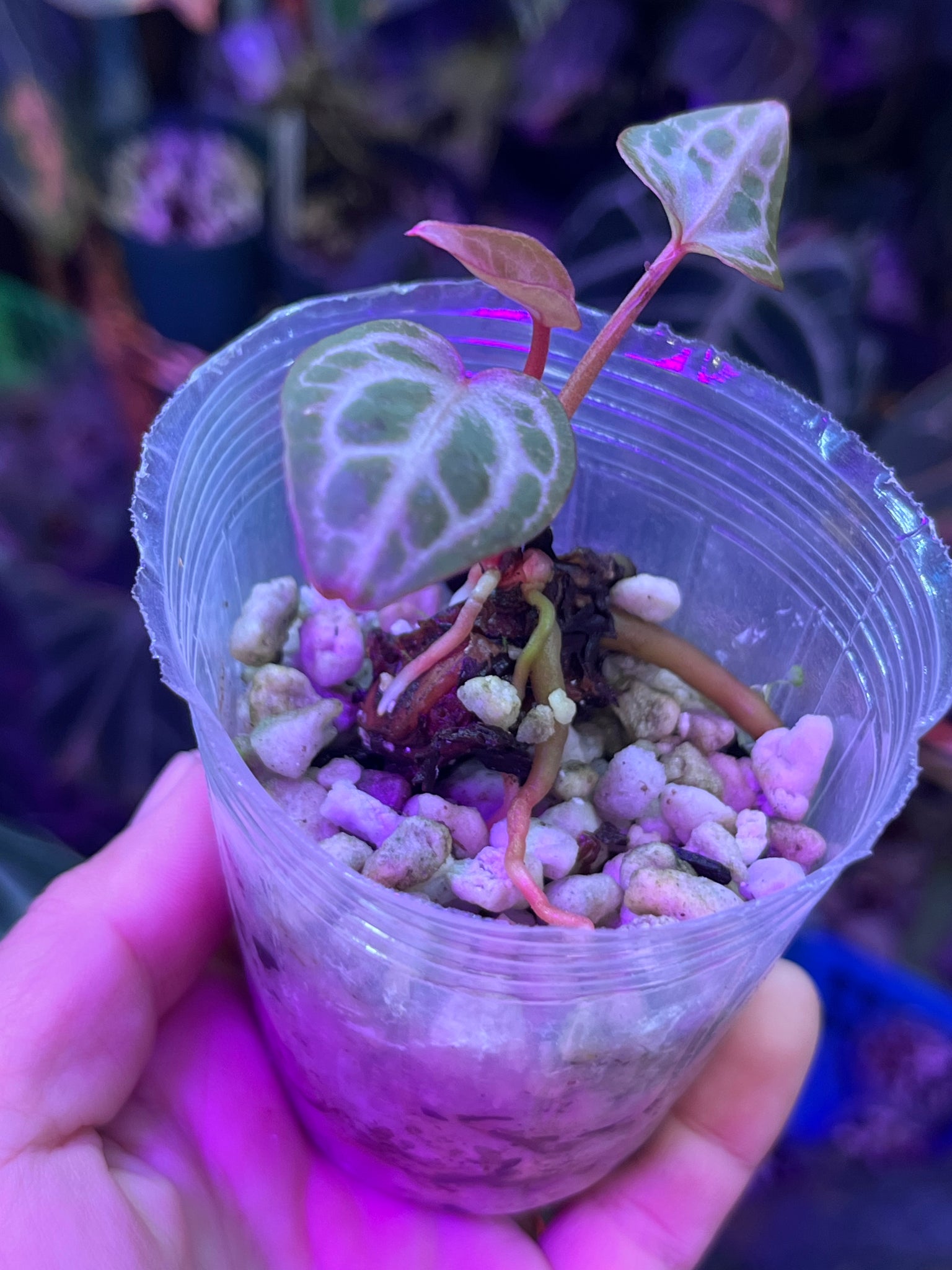 anthurium michelle Anthurium Michelle x Zara division – TanAsianWithPlants