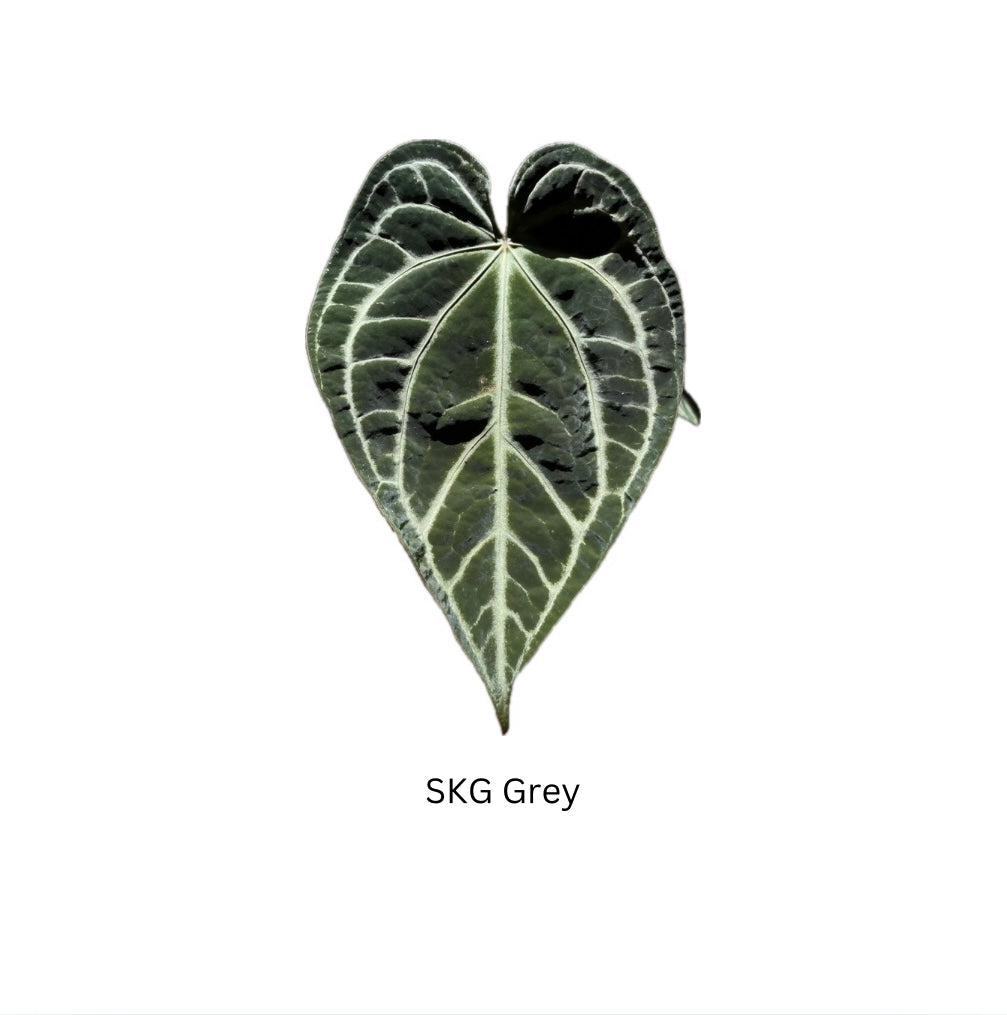 anthurium skg grey Anthurium SKG Grey open pollinated seedlings- 4 seedlings