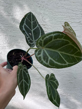 Load image into Gallery viewer, Anthurium Red Crystallinum
