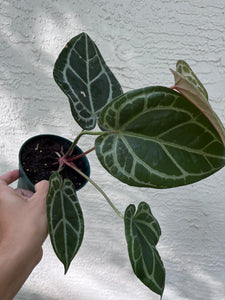 Anthurium Red Crystallinum