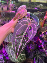 Load image into Gallery viewer, Anthurium Tim Anderson Memoriam with an offset
