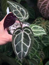 Load image into Gallery viewer, Anthurium Zara x Michelle x Red Crystallinum (Purple)
