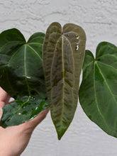 Load image into Gallery viewer, Anthurium Stripey x Ace of Spades (Narrow Form) division
