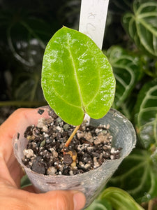 Anthurium Portillae x Carlablackiae division