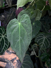 Load image into Gallery viewer, Anthurium Magnificum x Antolakii division
