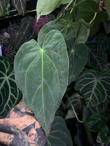 Anthurium Magnificum x Antolakii division