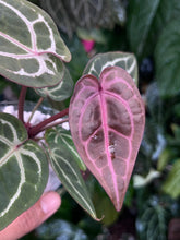 Load image into Gallery viewer, Anthurium Zara x Michelle x Red Crystallinum (Purple Emergent)
