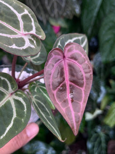 Anthurium Zara x Michelle x Red Crystallinum (Purple Emergent)