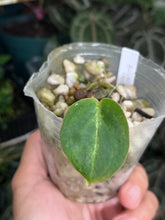 Load image into Gallery viewer, Anthurium Black Widow x Michelle division

