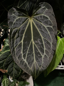 Anthurium Black Widow x Michelle division – TanAsianWithPlants