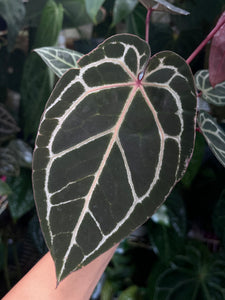 Anthurium Zara x Michelle x Red Crystallinum (Red Emergent)