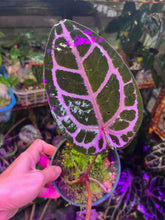 Load image into Gallery viewer, Anthurium Tim Anderson Memoriam
