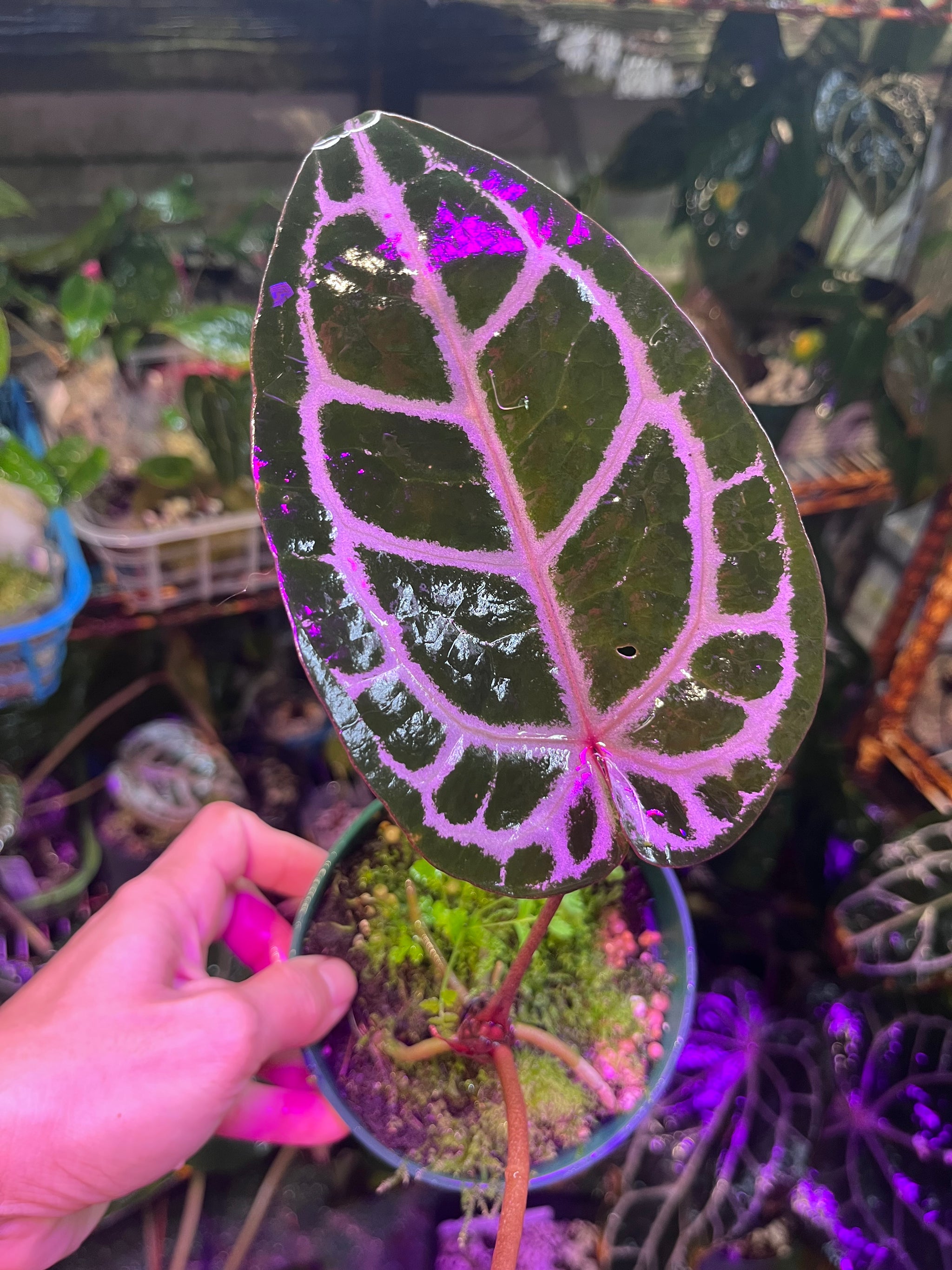 Anthurium – TanAsianWithPlants