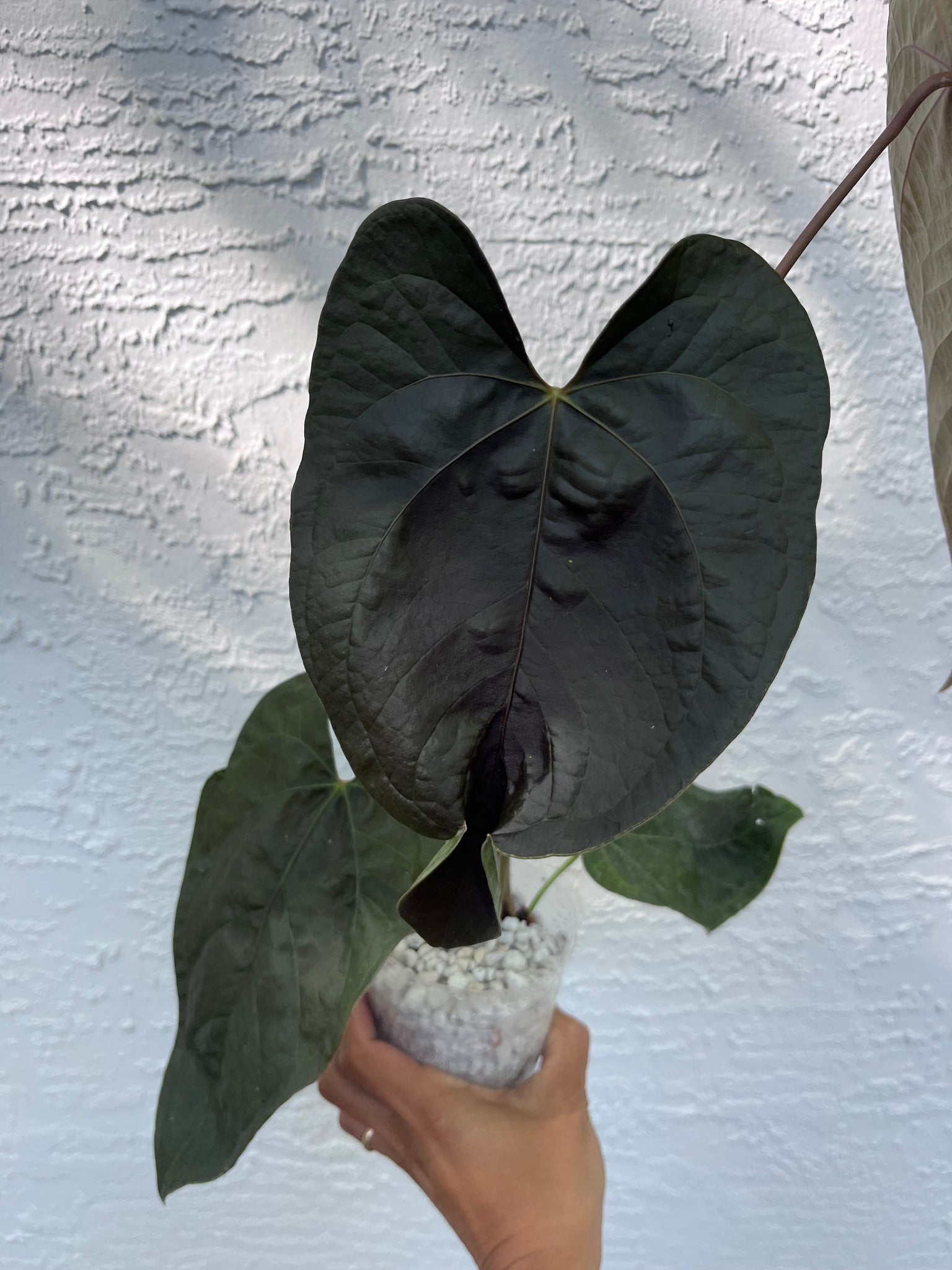 queen of hearts anthurium Anthurium Queen of Hearts division – TanAsianWithPlants