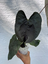Load image into Gallery viewer, Anthurium Queen of Hearts division
