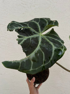 Anthurium SKG Grey